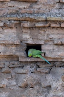 Ring-necked or Rose-ringed parakeet (Psittacula krameri) adult bird sitting in a hole in an ancient