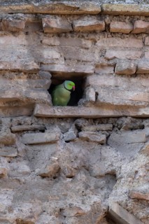 Ring-necked or Rose-ringed parakeet (Psittacula krameri) adult bird looking out of a hole in an