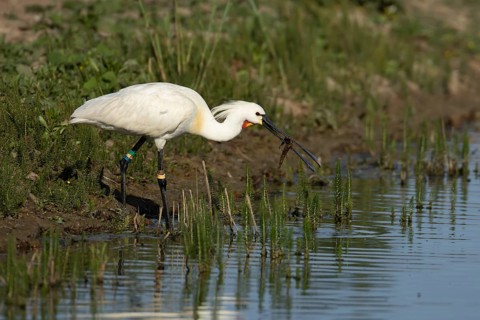 Eurasian spoonbill (Platalea leucorodia) adult bird on the edge of a shallow lagoon, England,