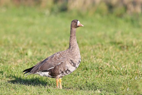 White-fronted goose (Anser albifrons), standing in a meadow in the wintering area, wildlife,