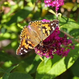 Thistle butterfly (Vanessa cardui) on a Buddleja davidii flower, Wilnsdorf, North Rhine-Westphalia,
