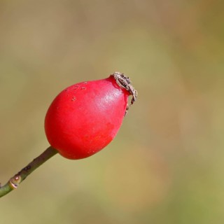 Ripe rosehip fruit of the dog rose (Rosa canina) on a branch, close-up, Wilnsdorf, North