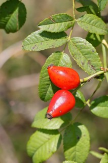 Ripe rosehip fruit of the dog rose (Rosa canina) on a branch, close-up, Wilnsdorf, North