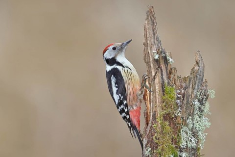 Middle spotted woodpecker (Dendrocopos medius) foraging on a tree stump overgrown with moss and