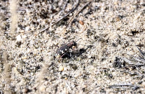 Dune sand beetle, summer, Lusatia, Saxony, Germany