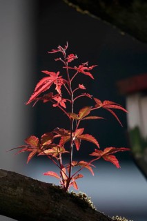 Fan maple, summer, Germany