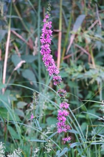 Purple loosestrife, summer, Germany