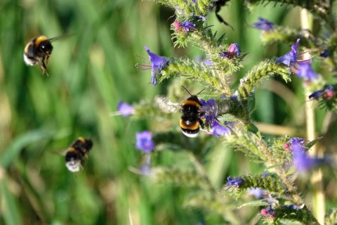 Viper's bugloss (Echium vulgare) with bumblebees in a garden, summer, Germany