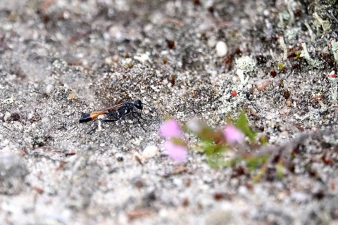 Sand wasp, summer, Saxony, Germany