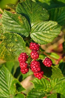 Blackberries on a blackberry bush in the garden, summer, Germany
