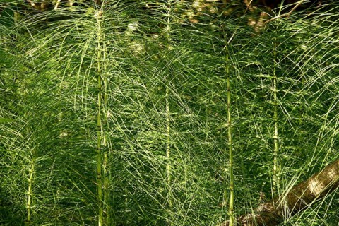 Horsetail plants in the forest, summer, Germany
