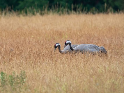 A pair of cranes looking for food, Mecklenburg-Western Pomerania, Germany