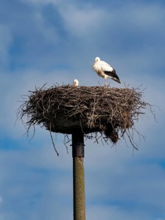 A pair of white storks on their nest, Mecklenburg-Western Pomerania, Germany