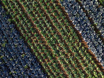 Top down view of red and green cabbage field from a drone, Devon, England, United Kingdom