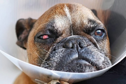 Face of French Bulldog dog with surgical implanted conjunctival flap covering eye used as treatment