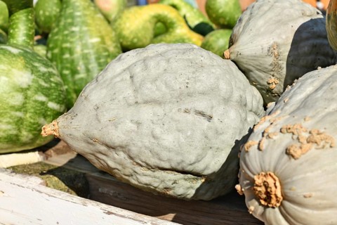 Blue Hubbard squash among assorted pumpkins at sunny farmers market in autumn