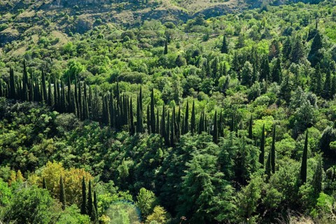 Cypress trees rise prominently in straight lines across a vibrant valley filled with greenery