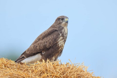 Buzzard (Buteo buteo) adult bird sitting on a pile of straw, wildlife, nature photography, birds,