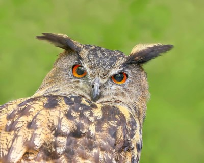European Eagle Owl (Bubo bubo), portrait, owl, nocturnal bird, captive, Bavarian Forest National