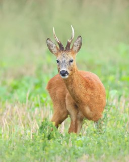 European roe deer (Capreolus capreolus), roebuck standing in harvested grain field after the