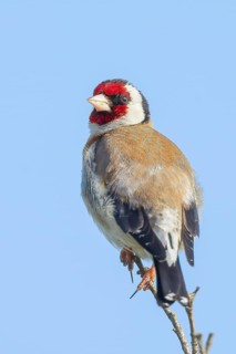 Goldfinch (Carduelis carduelis) adult, sitting on a thin branch, wildlife, animals, birds,