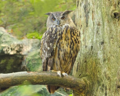 Eurasian Eagle-owl (Bubo bubo), sitting on a branch, owl, nocturnal bird, captive, Bavarian Forest