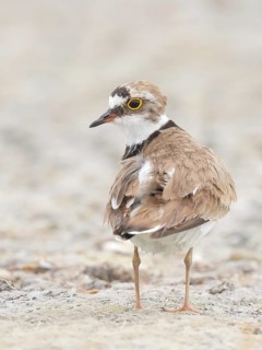 Little Ringed Plover (Charadrius dubius), standing on sandy ground, wildlife, nature photography,