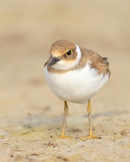 Little Ringed Plover, Little Ringed Plover, (Charadrius dubius), young bird standing on sandy