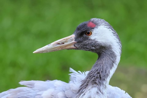 Crane (Grus grus), close-up of a crane, portrait, captive, Bavarian Forest National Park, Bavaria,