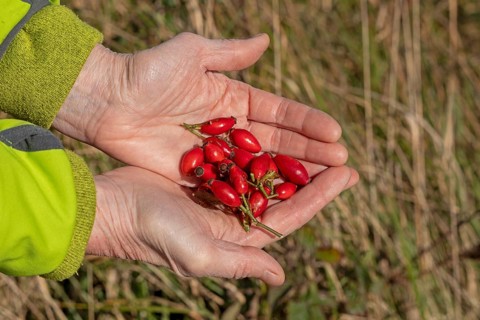 Hands holding rose hips, Geltinger Birk nature reserve, Nieby, Schleswig-Holstein, Germany