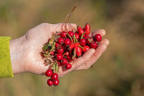 Hand holding berries of blackthorn (Prunus spinosa) and rose hips, Geltinger Birk nature reserve,