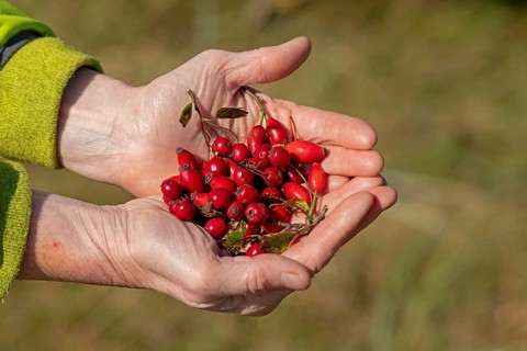 Hands holding berries of blackthorn (Prunus spinosa) and rose hips, Geltinger Birk nature reserve,