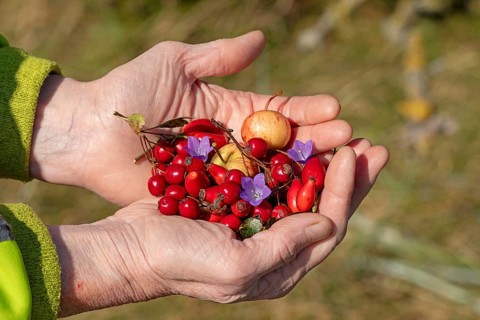 Hands holding berries of blackthorn (Prunus spinosa), rose hips, wild apples (Malus sylvestris) and