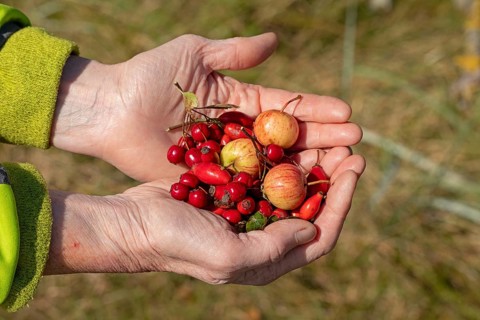 Hands holding berries of blackthorn (Prunus spinosa), rose hips, and wild apples (Malus