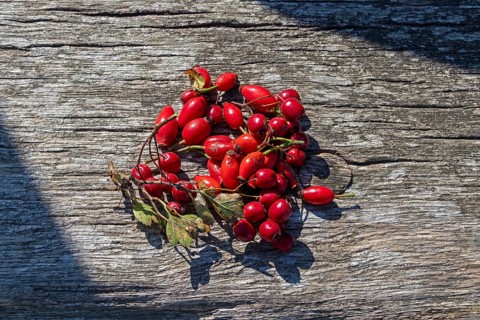 Rosehips and blackthorn berries (Prunus spinosa), Geltinger Birk nature reserve, Nieby,