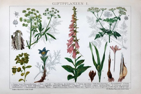 Plate of poisonous plants, spotted hemlock (Conium maculatum), spurge (Euphorbia), Common foxglove
