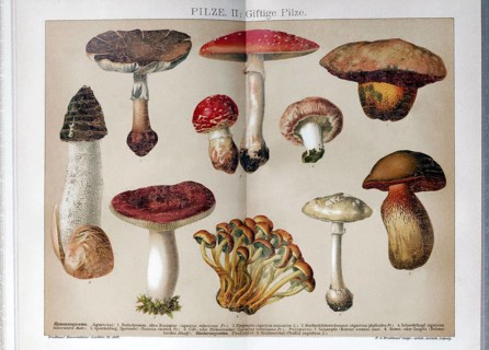 Colour plate Poisonous mushrooms, fly agaric, Satanic mushroom, sulphur head, historical book