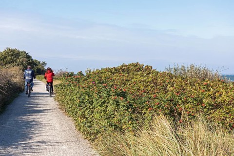 Potato rose (Rosa rugosa) on the Baltic Sea shore, cyclist, Geltinger Birk nature reserve, Nieby,