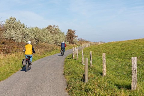 Cyclist, path, fence, pasture, Falshöft, Pommerby, Schleswig-Holstein, Germany