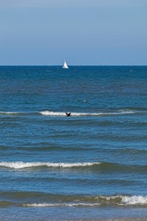 Sailboat, waves, swell, cormorant in flight, Baltic Sea, Geltinger Birk nature reserve, Nieby,