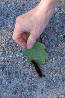 Woman rescues blackberry moth caterpillar (Macrothylacia rubi) from cycle path, Geltinger Birk,
