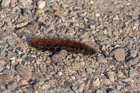 Blackberry moth caterpillar (Macrothylacia rubi) crawling over gravel path, Geltinger Birk, Nieby,