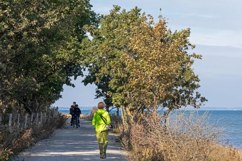 Cyclist, walker, path, trees, Geltinger Birk nature reserve, Nieby, Schleswig-Holstein, Germany