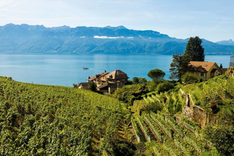 Picturesque village in the vineyards by the lake, Epesses, Lavaux, UNESCO World Heritage Site, Lake