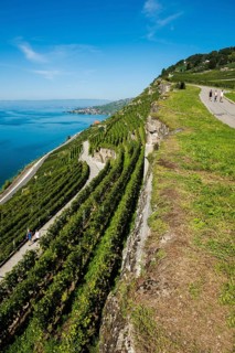 Steep vineyards by the lake, Rivaz, Lavaux, UNESCO World Heritage Site, Lake Geneva, Lac Léman,