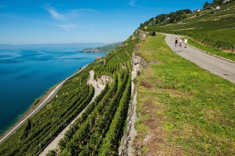Steep vineyards by the lake, Rivaz, Lavaux, UNESCO World Heritage Site, Lake Geneva, Lac Léman,