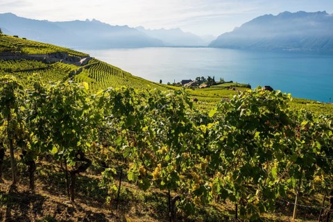 Grand Cru grapes, Rivaz, Lavaux, UNESCO World Heritage Site, Lake Geneva, Lac Léman, Canton of