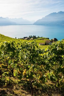 Grand Cru grapes, Rivaz, Lavaux, UNESCO World Heritage Site, Lake Geneva, Lac Léman, Canton of