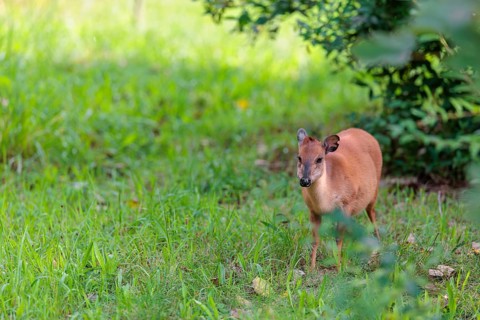 A female Red Forest Duiker (Cephalophus natalensis) stands in a green meadow, eating grass and