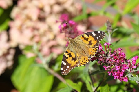 Thistle butterfly (Vanessa cardui) on a Buddleja davidii flower, Wilnsdorf, North Rhine-Westphalia,